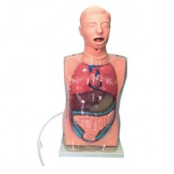 Nursing Education Transparent Gastric Lavage Model, Per Unit
