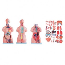 Nursing Education Model, Unisex Torso, 40 Parts, 85cm, Per Unit