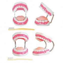 Nursing Education Dental Care Model, Per Unit