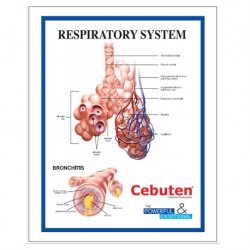Medical Chart Design, Respiratory Poster (50x70cm) Laminated