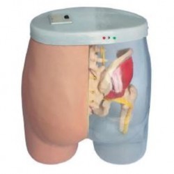Nursing Education Intramuscular Injection Model, Per Unit