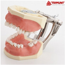 Trimunt Severe Periodontal Disease Model With Deep Pockets