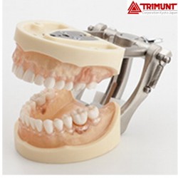 Trimunt Standard Periodontal Disease Model