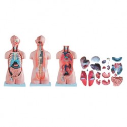 Nursing Education Model, Sexless Torso, 20 Parts, 85cm, Per Unit