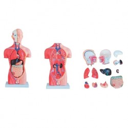 Nursing Education Model, Male Torso, 13 Parts, 42cm, Per Unit