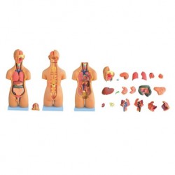 Nursing Education Model, Unisex Torso, 20 Parts, 55cm, Per Unit