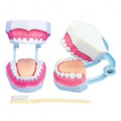Nursing Education Small Dental Care Model, Per Unit