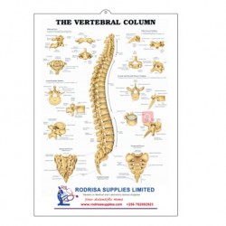 Medical Chart Design, Verteeral Poster (50x70cm) Laminated