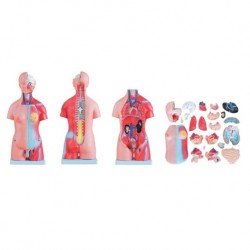 Nursing Education Model, Unisex Torso, 23 Parts, 45cm, Per Unit