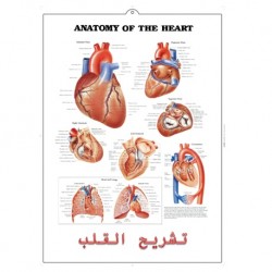 Medical Chart Design, Heart Poster (50x70cm) Laminated