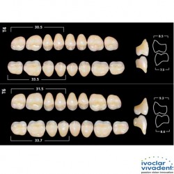 Ivoclar SR Orthotyp PE T Mould Posterior teeth(set of 8)