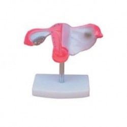 Nursing Education Natural Uterus Model, Per Unit