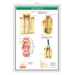 Medical Chart Design, Teeth Poster (40x58.6cm) Laminated