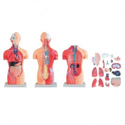 Nursing Education Model, Sexless Torso, 18 Parts, 42cm, Per Unit