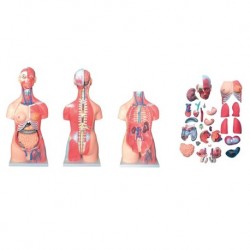 Nursing Education Model, Unisex Muscle Torso, 30 Parts, 85cm, Per Unit