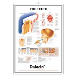 Medical Chart Design, Teeth Poster (50x70cm) Laminated