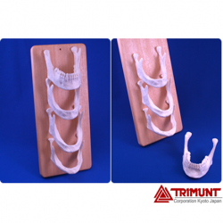 Pateint Education Model for Atrophied Ridges Demonstration