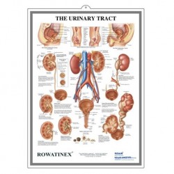 Medical Chart Design, Urinary Tract Poster (47x65cm) Laminated