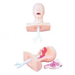 Nursing Education Suction Training Model, Per Unit