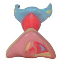 Nursing Education Female Internal and External Genital Organs Model, Per Unit