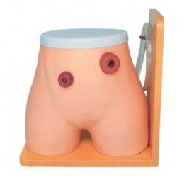 Nursing Education Ostomy Model, Per Unit