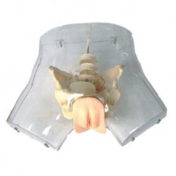 Nursing Education Transparent Female Urethral Catheterization Simulator, Per Unit