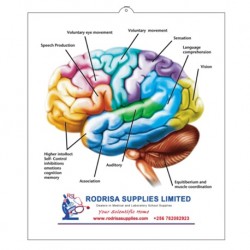 Medical Chart Design, Head Poster (50X70cm) Laminated