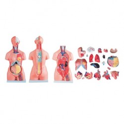 Nursing Education Model, Tri-sex Torso, 21 Parts, 85cm, Per Unit