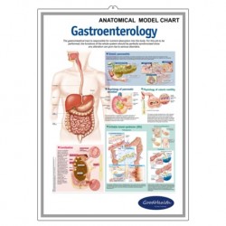 Medical Chart Design, Anatomical Poster (50x70cm) Laminated