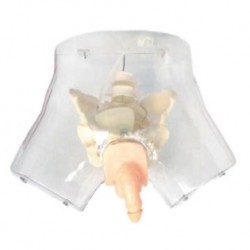 Nursing Education Transparent Male Urethral Catheterization Simulator, Per Unit